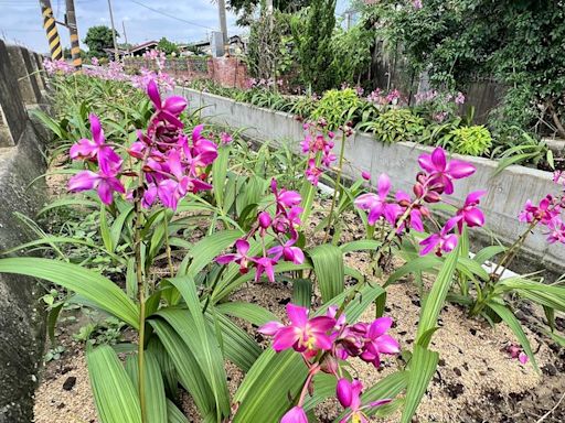 南市後壁「合鴨藝術園地」添亮點 新品種苞舌蘭盛開迎賓