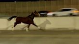 Video shows horse galloping down I-95 highway in Philadelphia before being recaptured