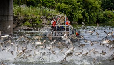 One idea to curb the invasive Asian carp: Eat them