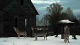 The Mutant Wolves of Chernobyl Have Evolved to Survive Cancer