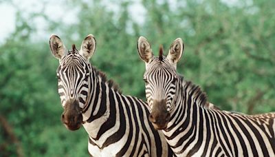 Drinkers adopt 'zebra striping' trick with multiple health benefits