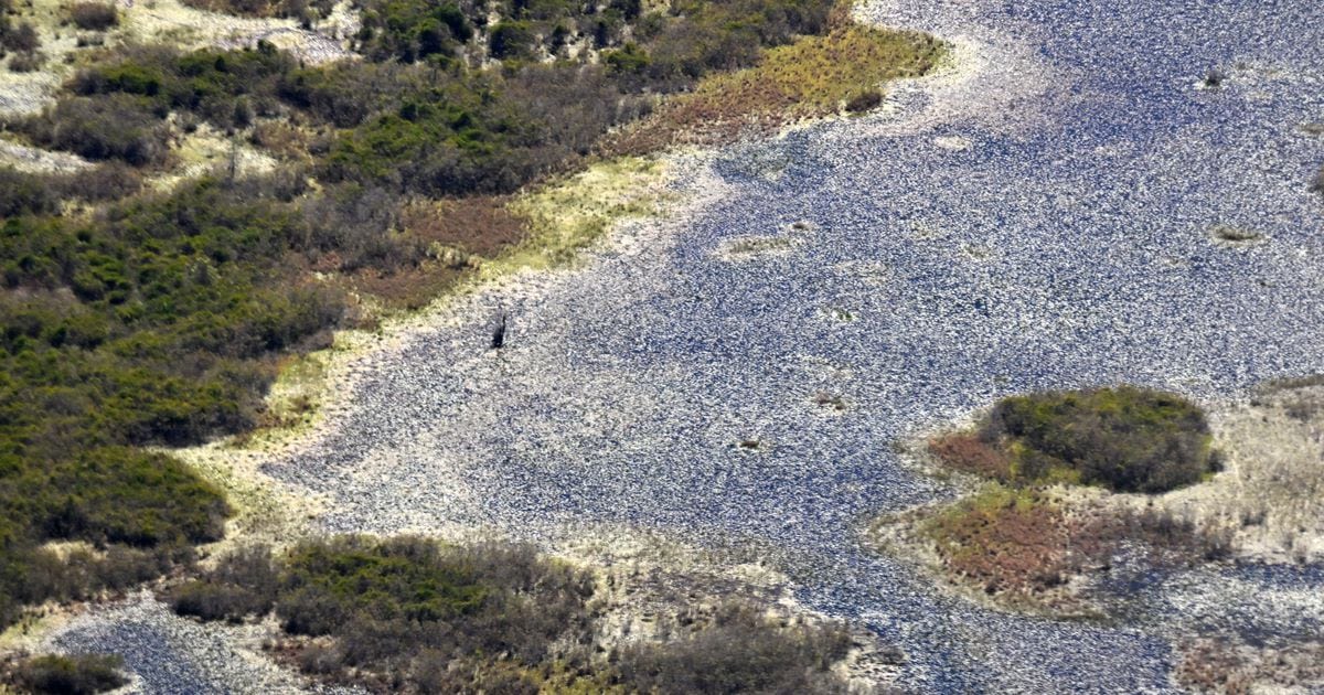 Rep. Buddy Carter rails against federal ‘propaganda’ over proposed mine near Okefenokee Swamp