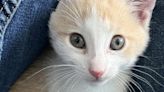 Refugio de animales hace streams de Stray para salvar la vida de gatitos reales