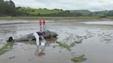 Revarca busca veterinarios para analizar los cetáceos que llegan muertos a la costa de Cantabria