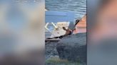 Officers, good Samaritan rescue moose calf stuck between floatplane and dock as mother watches