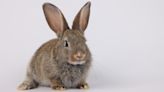 Baby Rescue Bunny 'Makes Biscuits' Just Like a Kitten