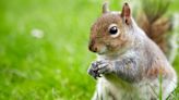 Squirrels run away and won’t come back when using scrap item they can’t tolerate