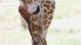 Problems with a tumorous joint have forced the Topeka Zoo to euthanize Abi, a 9-year-old giraffe