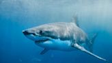 Surfer escapes death after fighting off great white shark