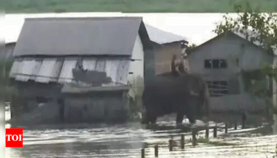 Assam: Flood situation remains grim in Nagaon; death toll from deluge rises to 84 | India News - Times of India