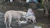 Rescue teams fight to save 'terrified' dogs left behind in natural disaster