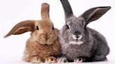 Bunny vs. Rabbit: Is There a Difference?