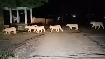 Gujarat: 13 Lions Cross the Road in Rare Sighting Near Gir National Park