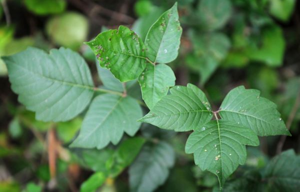 Mommy Minute: Treatment for poison ivy, bug bites