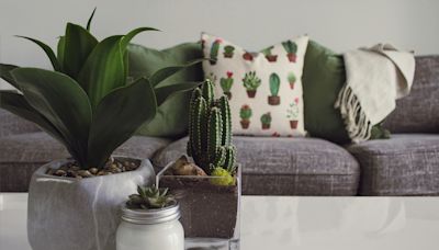 The Benefits Of Indoor Plants: Improving Your Mental And Physical Health