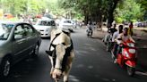 Why India can't contain 5 million destructive yet beloved stray cows, which killed 900 people in the last four years