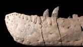 霸王龍的新親戚：科學家發現最早的北美祖先