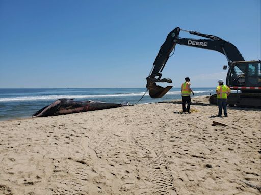 Dead whale caught on bow of MSC Cruises ship, authorities investigating