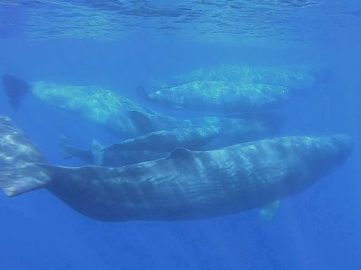 Scientists document remarkable sperm whale 'phonetic alphabet'