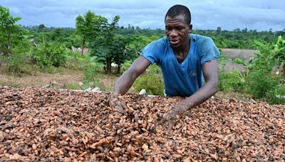 Cocoa Prices Slump as Monthslong Rally Turns Bitter