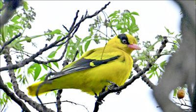 記錄大湳公園黃鸝 野鳥學會直播