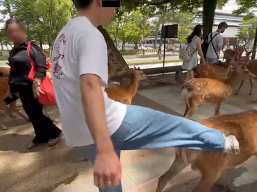 男子狠踢日本奈良鹿影片廣傳 警方調查 派員到場對遊客宣傳勸導