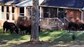 Rapper Rick Ross’ pet buffaloes roam free after escaping Georgia mansion, photos show