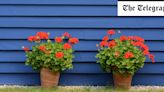 How geraniums became the latest fashionable flower – and the best varieties to grow