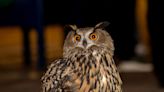 Central Park Zoo owl on the loose after exhibit vandalized, zoo says