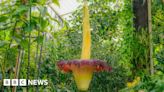 Corpse Flower: Kew's foul-smelling plant blooms again