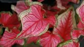It's time to think about colorful caladiums for spring and summer gardens