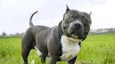 Dog Mom Has Cutest Way of Showing How Big Her American Bully Is