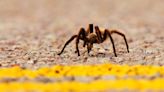Passing tarantula causes traffic accident in Death Valley that hospitalized motorist