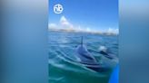 Una mujer se ve rodeada por tres orcas entre gritos de pánico