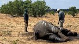 Southern African countries fear losing more elephants to drought