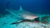 Shark Kills US Tourist Snorkeling In Bahamas