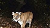 Why did authorities kill Malibu puma who attacked a boy? 'We don't have mountain lion jail'