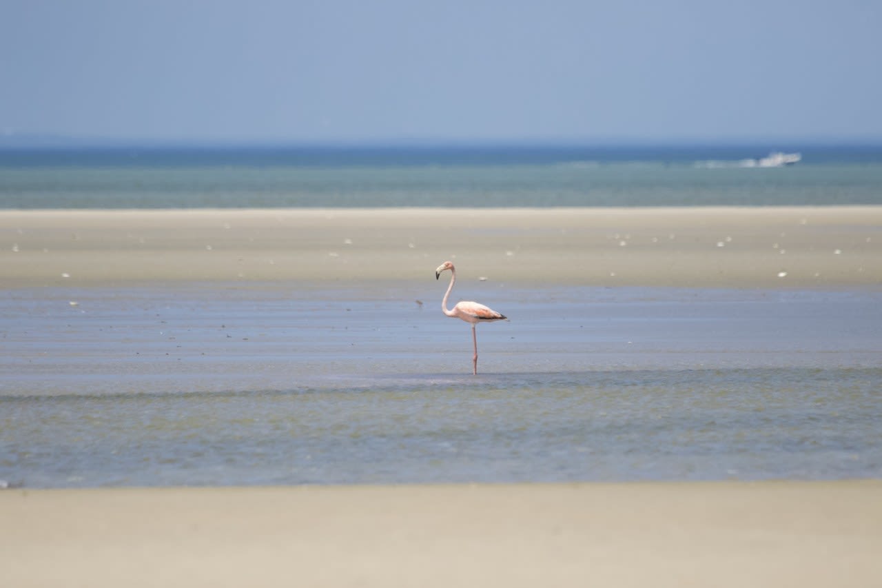 2nd flamingo sighting reported at Cape Cod beach