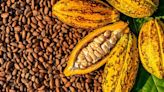 El cacao alcanza nuevo récord en los mercados internacionales