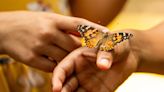 Globetrotting butterflies traveled 2,600 miles across the Atlantic, stunned scientists say