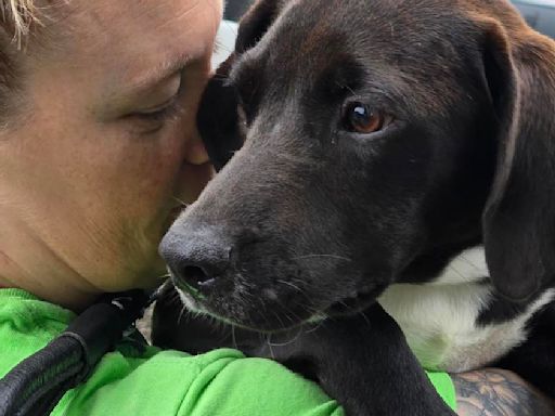 As Hurricane Debby approaches South Carolina, shelter dogs make their way to Massachusetts