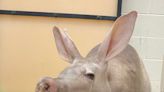 Cincinnati Zoo aardvark receives life-saving blood transfusion from Columbus Zoo animal