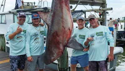 Another record? 498.5-pound bull shark caught at Alabama fishing rodeo