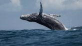 Massive Breaching Whale Smashes Fishing Boat in Wild Video