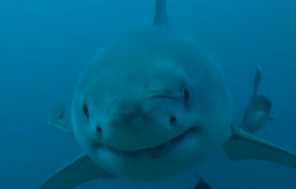 Rare sighting of great white shark off Alabama coast