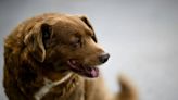 Así fue la vida de Bobi, el perro más viejo del mundo que murió a los 31 años