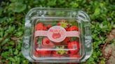 吃在地還能愛地球 國產草莓取得碳標籤