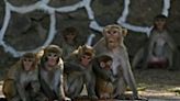 India heatwave hits wildlife as thirsty monkeys drown in well | FOX 28 Spokane