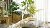 15 Best Air Purifying Houseplants for Your Home