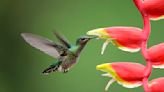 Why The Grumpy Gardener Is A Huge Fan Of Hummingbirds